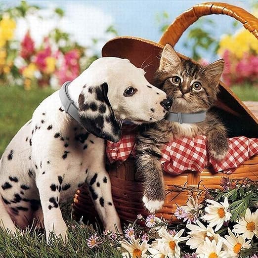 Anti-Tick Collar for Dogs & Cats